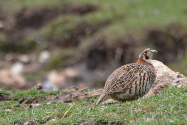 Tibetan Partridge
