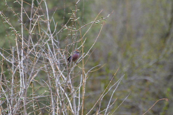 White-browed Tit-warbler