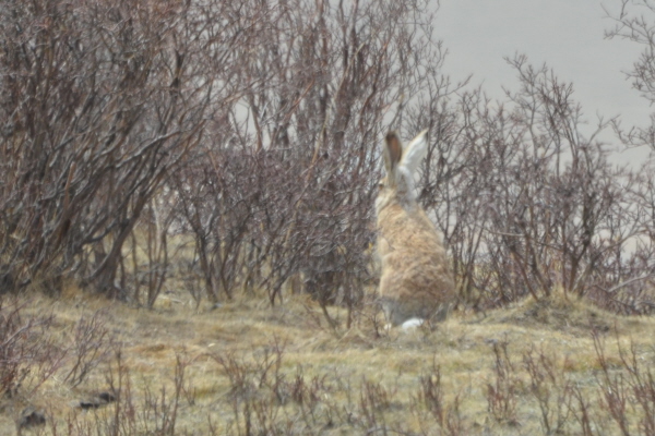 Woolly Hare