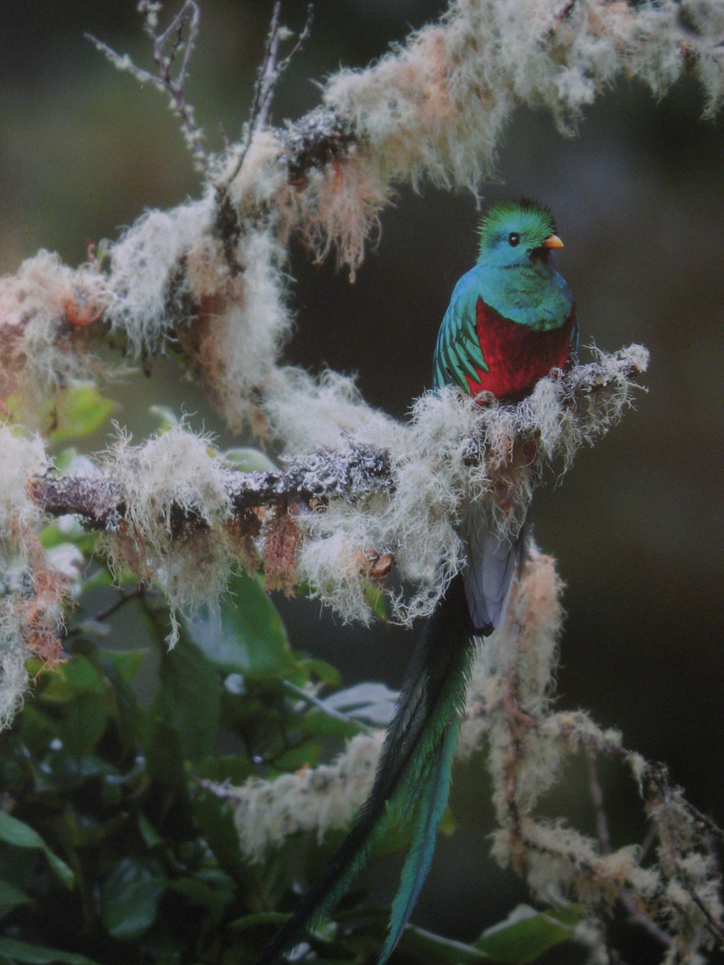 resplendent quetzal Sevegre