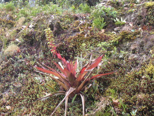 En route to San Gerardo de Dota