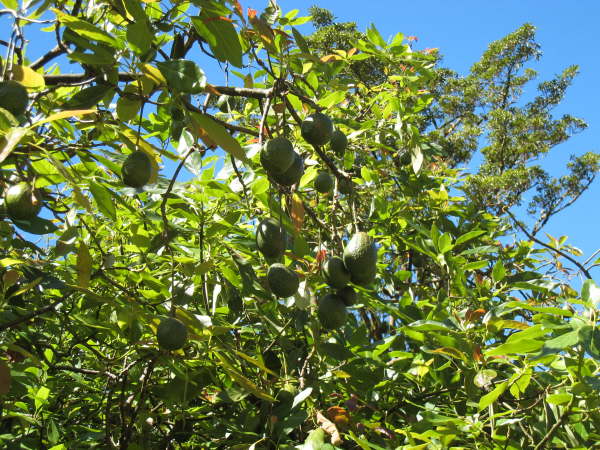 Gardens at Savegre Mountain Lodge