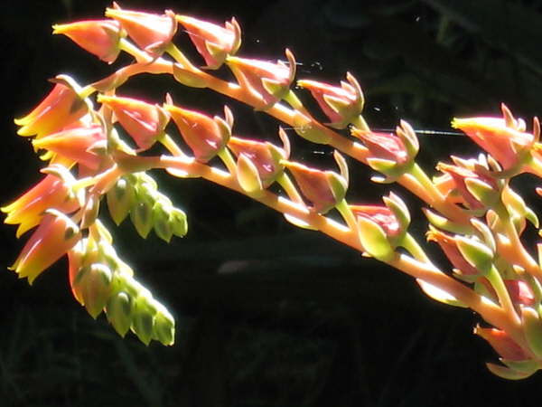 Gardens at Savegre Mountain Lodge