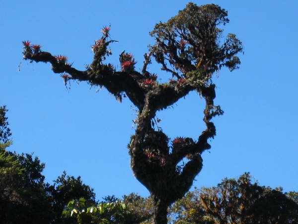 Above St Gerardo de Dota