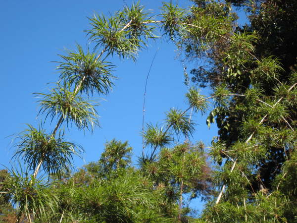 Above St Gerardo de Dota