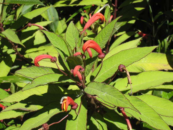 Above St Gerardo de Dota