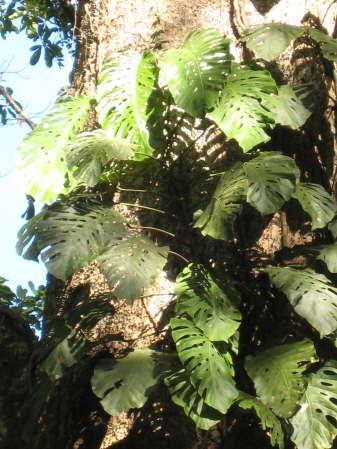 Carara National Park