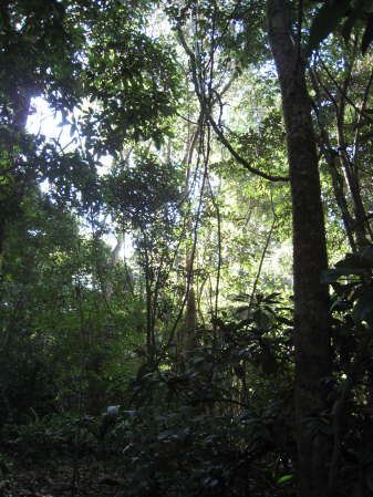 Carara National Park