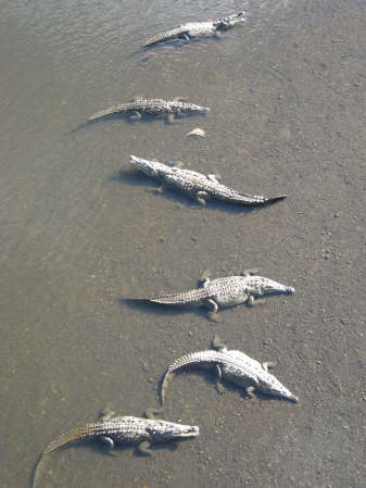 Crocodiles in the Rio Tarcoles
