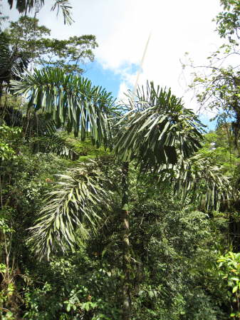 Arenal Hanging Bridges