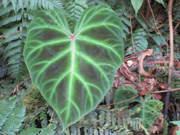 Tapanti National Park