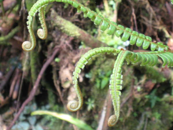 Tapanti National Park