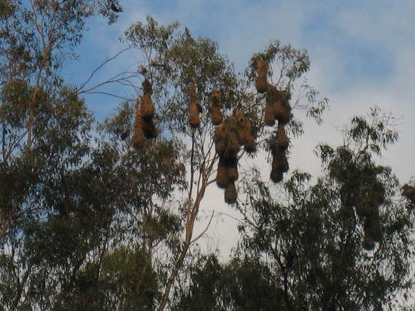 Montezuma oropendula nests Rancho Rio Perlas