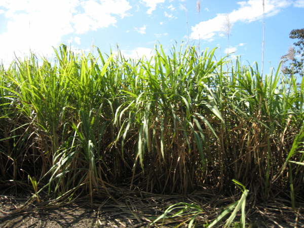 Sugar cane near Rancho Naturalista