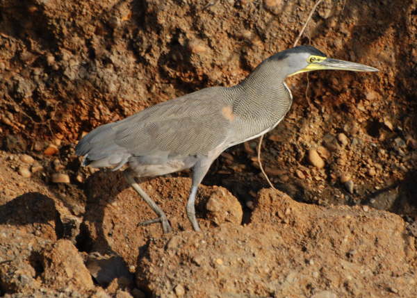 Bare-throated Tiger Heron(adult)