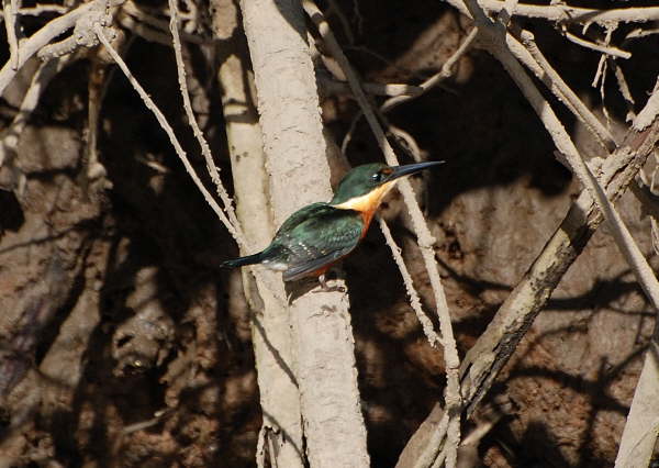 American Pygmy Kingfisher 