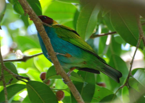 Bay-headed Tanager