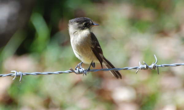 Black-capped Flycatcher