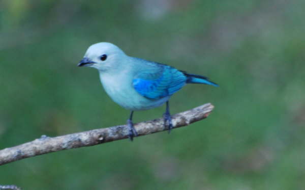 Blue-grey Tanager