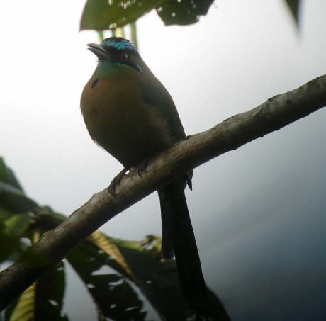Blue-crrowed Motmot 