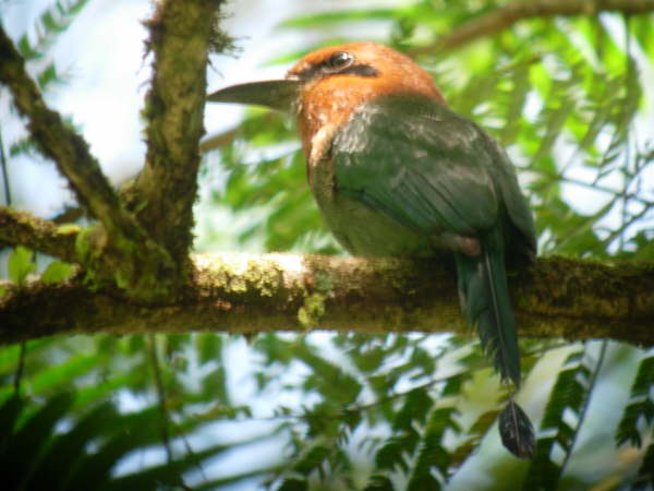 Broad-billed Motmot