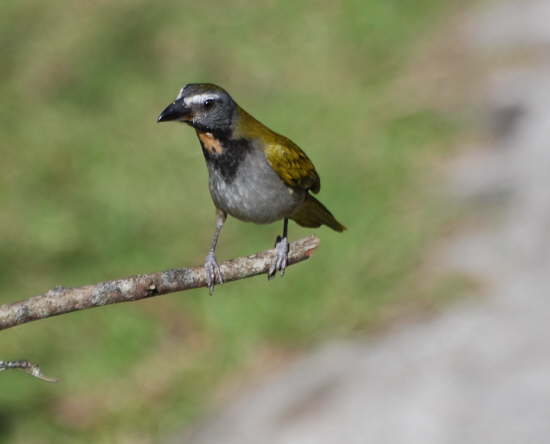 Buff-throated Saltator