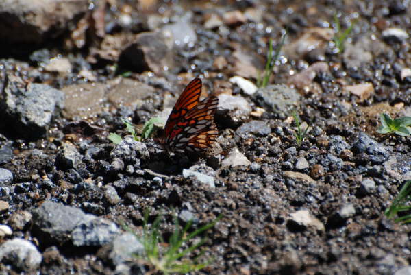 Gulf Fritillary 