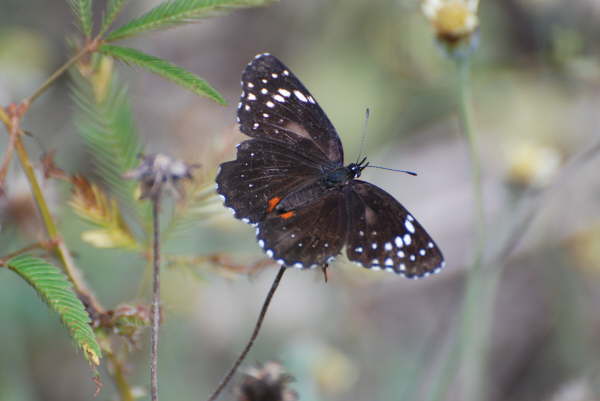 Butterfly at Carara