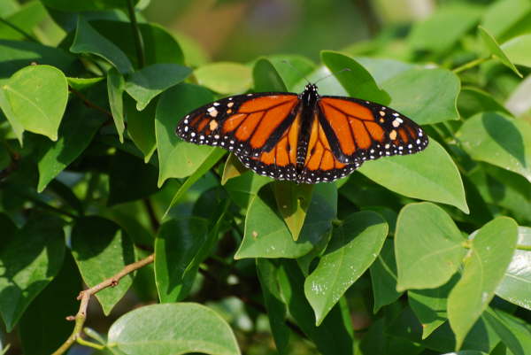 Monarch butterfly