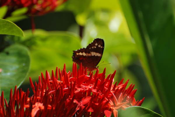 Butterfly at Tiskita
