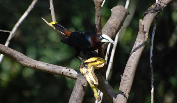 Chestnut-headed 0ropendula