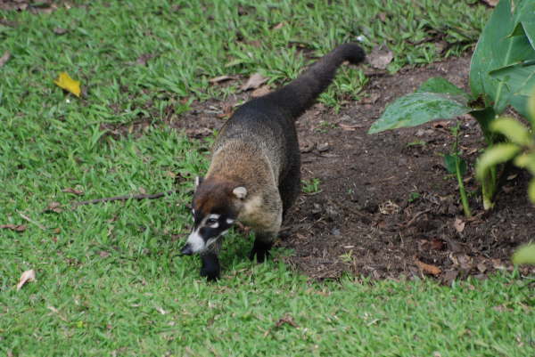 Coati at Arenal