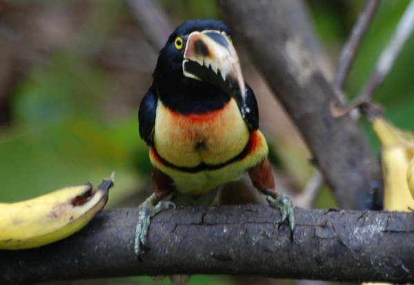 Collared Aracari