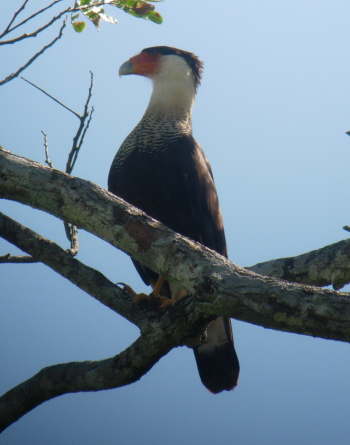 Crested Caracara