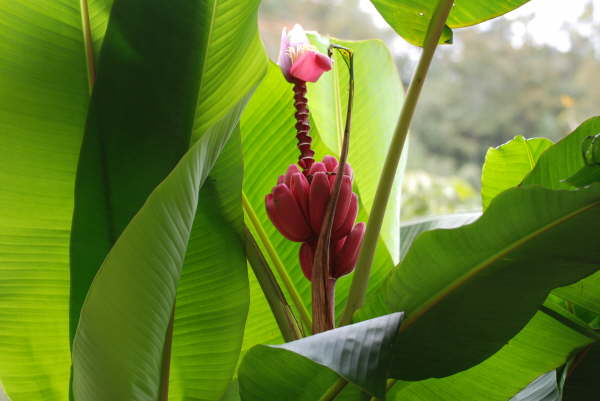 Pink Banana Rancho Rio Perlas