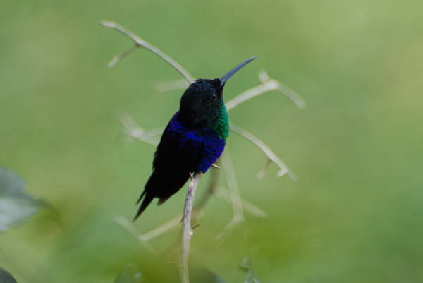 Violet-crowned Woodnymph