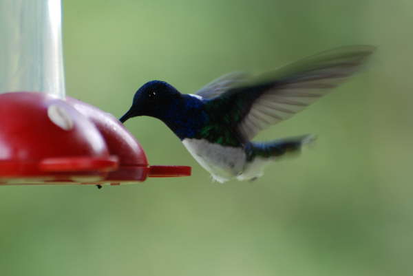White-necked Jacobin