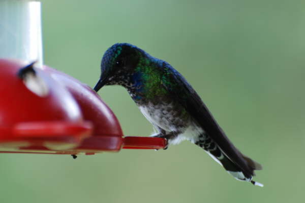 White-necked Jacobin (Female) 