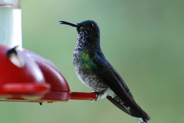 White-necked Jacobin (Female) 