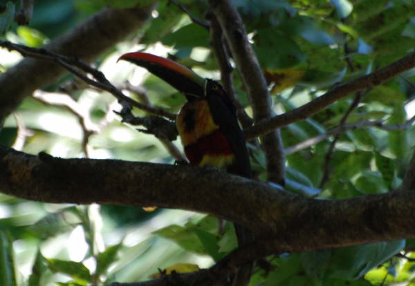 Fiery-billed Aracari