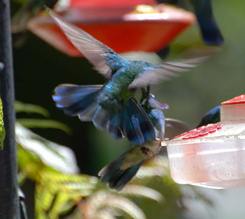 Green Violet-ear Hummingbirds (Fighting) 