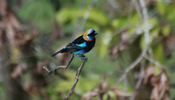 Golden-hooded Tanager