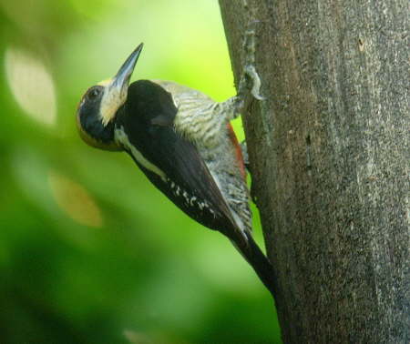 Golden-naped Woodpecker 