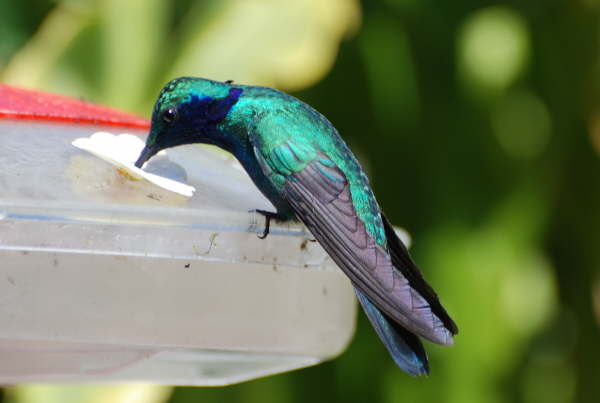 Green Volet-ear Hummingbird 