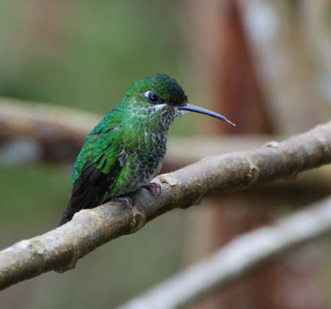 Green-crowned Brilliant