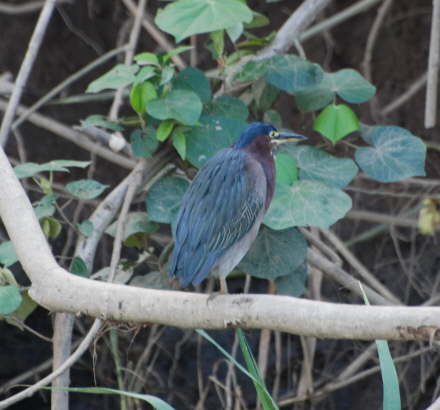 Green Heron