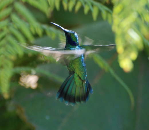 Green violet ear hummingbird
