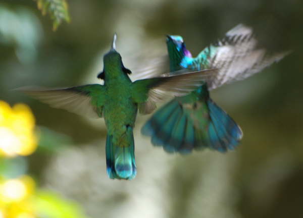 Green Violet-ear Hummingbirds (Fighting) 