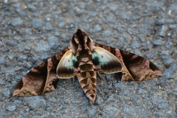 Hawkmoth at Las Perlas