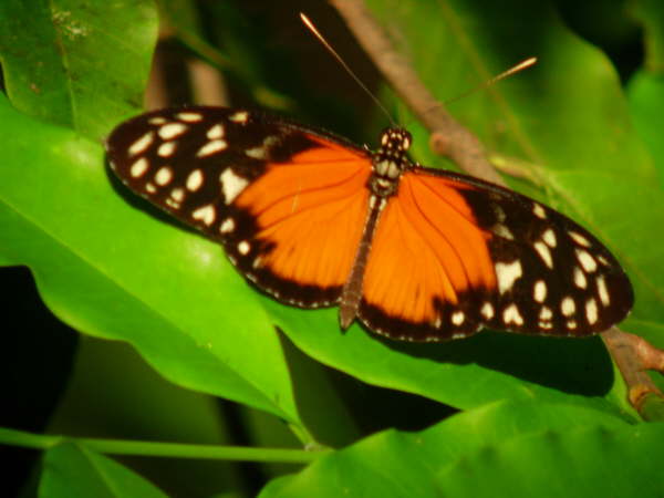 Hiconia Butterfly at Tiskita